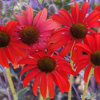 Echinacea 'Tomato Soup' - Coneflower