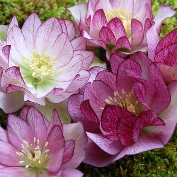 Helleborus x hybridus 'Peppermint Ice' - Lenten Rose