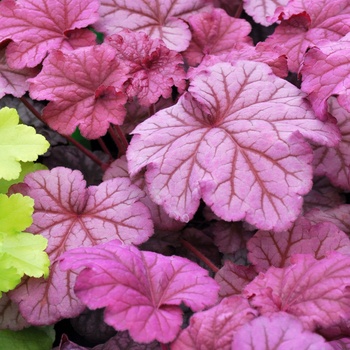 Heuchera 'Berry Smoothie' - Coral Bells