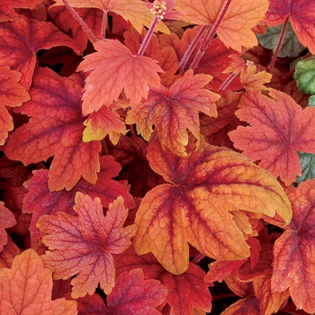 Heucherella 'Sweet Tea' - Foamy Bells