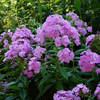 Phlox paniculata 'David's Lavender' - Garden Phlox