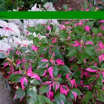 Alternanthera 'Partytime' - Alternanthera
