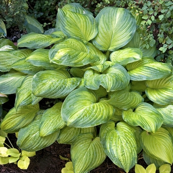 Hosta 'Guacamole' - Plantain Lily