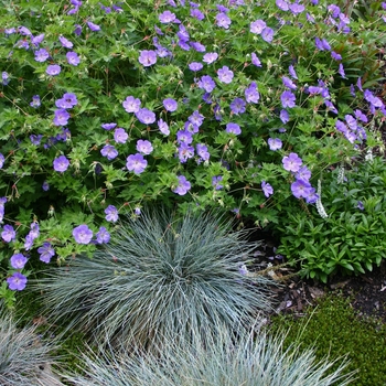 Geranium 'Rozanne' - Cranesbill