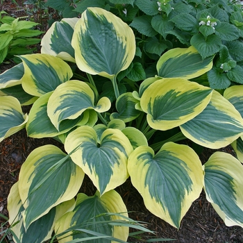 Hosta 'Liberty' - Plantain Lily