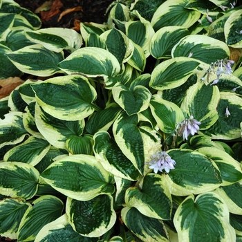 Hosta 'Wide Brim' - Plantain Lily