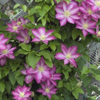 Clematis 'Asao' - Clematis