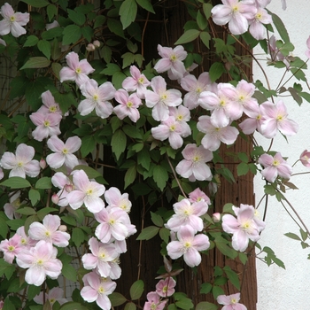 Clematis montana 'Mayleen' - Clematis