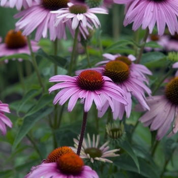 Echinacea 'Magnus' - Coneflower