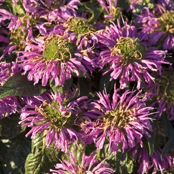 Monarda didyma 'Grand Parade™ '' - Bee Balm