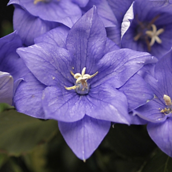 Platycodon grandiflorus 'Double Blue' - Balloon flower