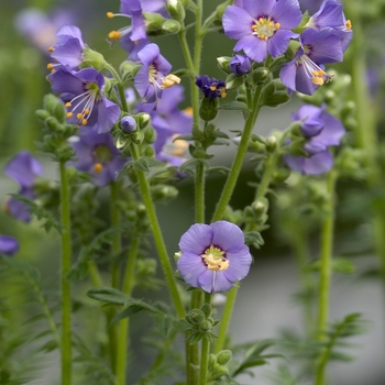 Polemonium boreale 'Heavenly Habit' - Jacob's Ladder