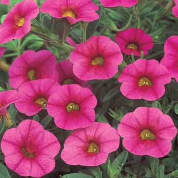 Calibrachoa 'Cherry Red' US. 15,701 and Can. 2205 (Calibrachoa) - Superbells® Cherry Red