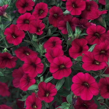 Calibrachoa 'Red' US. 14,847 and Can. 1928 (Calibrachoa) - Superbells® Red