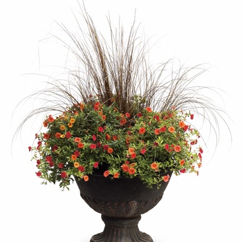 Calibrachoa hybrid - Superbells® Dreamsicle
