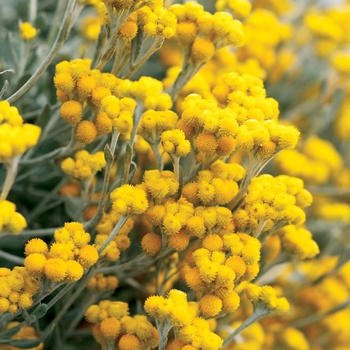 Chrysocephalum apiculatum - Flambe® Yellow