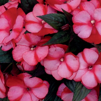 Impatiens hawkeri 'Kiamuna' PP20983 (New Guinea Impatien) - Infinity® Blushing Crimson