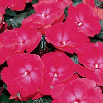 Impatiens hawkeri 'Visinfchrimp' PP20965 (New Guinea Impatiens) - Infinity® Cherry Red