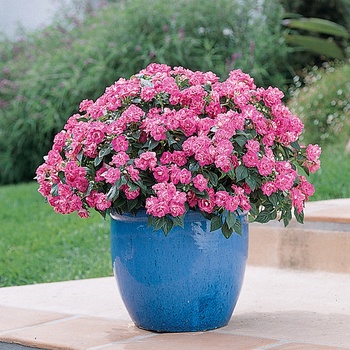 Impatiens walleriana 'Fiesta Bonita™ Rose' - Impatiens, Double