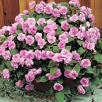 Impatiens walleriana 'Fiesta™ White' - Impatiens, Double