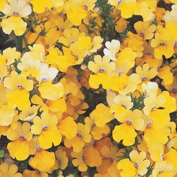 Nemesia hybrid - Sunsatia® Lemon