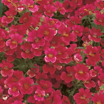 Nemesia hybrid - Sunsatia® Cranberry