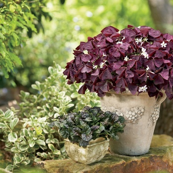 Oxalis hybrid - Charmed® Wine 