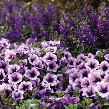 Petunia 'Supertunia Bordeaux' - Supertunia Bordeaux