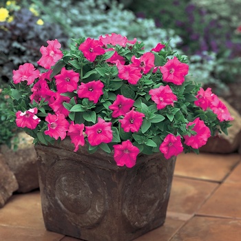 Petunia hybrid - Supertunia® Giant Pink