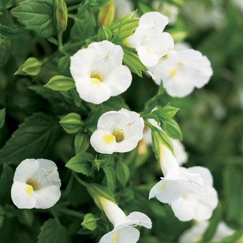 Torenia 'Wishbone Flower' - Catalina® White Linen