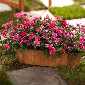 Verbena hybrid - Superbena® Coral Red