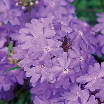 Verbena 'USBENAL11' US. 14,854 and Can. 1827 (Verbena) - Superbena® Large Lilac Blue