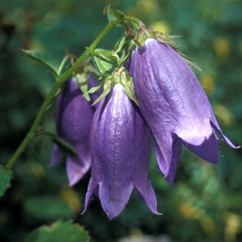 Campanula 'Sarastro' - Bellflower