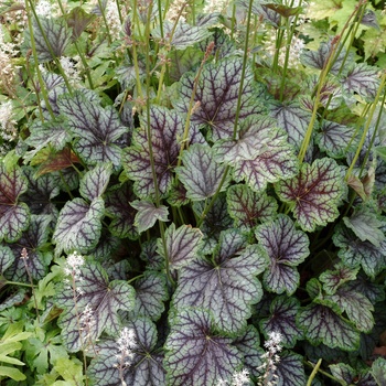 Heuchera americana 'Green Spice' - Coral Bells