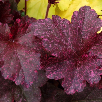 Heuchera 'Midnight Rose' - Coral Bells