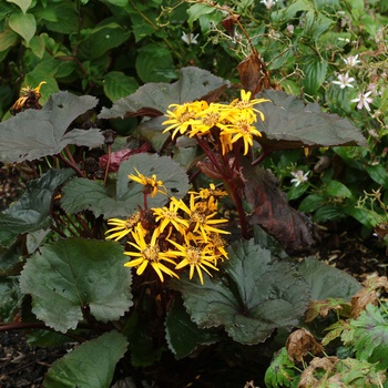 Ligularia dentata 'Britt Marie Crawford' - Ragwort