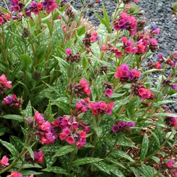 Pulmonaria 'Raspberry Splash' - Lungwort