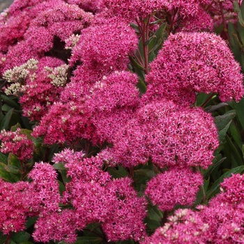 Sedum 'Mr Goodbud' - Stonecrop