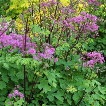 Thalictrum aquilegiifolium 'Black Stockings' - Meadow Rue