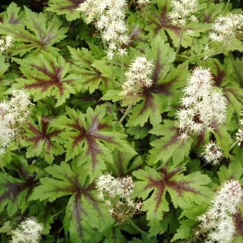 Tiarella 'Sugar and Spice' - Foamflower