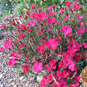 Dianthus deltoides 'Zing Rose' - Border Carnation