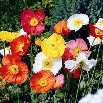 Papaver 'Iceland Wonderland Mix' - Oriental Poppy