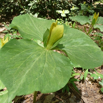 Trillium luteum - Trillium, Yellow 