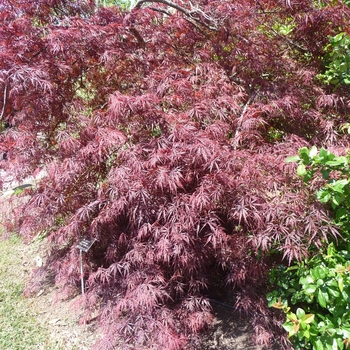 Acer palmatum var. dissectum 'Tamukeyama' (Japanese Maple) - Tamukeyama Japanese Maple