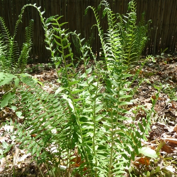 Polystichum acrostichoides - Christmas Fern