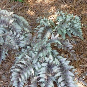 Athyrium niponicum 'Pictum' - Japanese Painted Fern