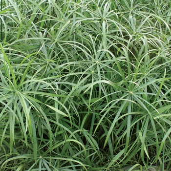 Cyperus involucratus (Umbrella Grass) - Graceful Grasses® ''Baby Tut®''