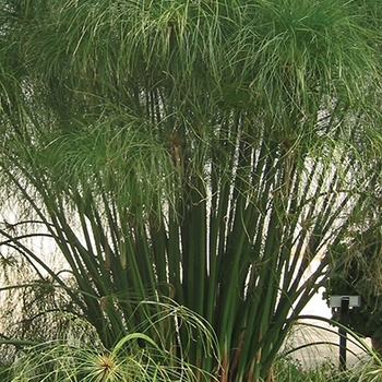 Cyperus papyrus - Graceful Grasses® King Tut®