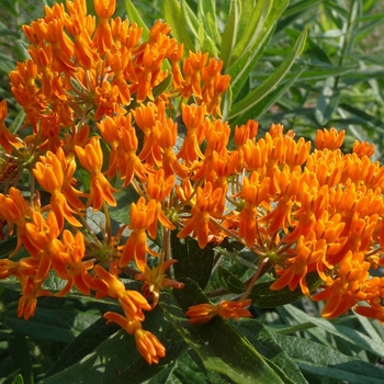 Asclepias tuberosa - Butterfly Weed