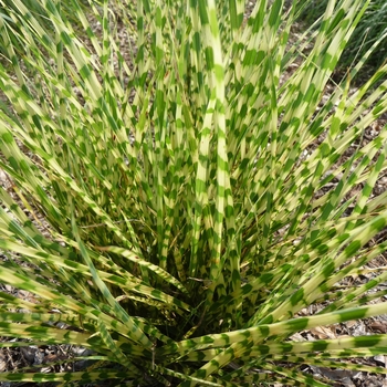 Miscanthus sinensis 'Gold Bar' - Maiden Grass